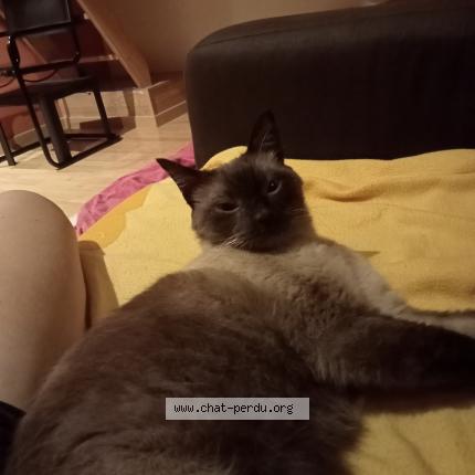 Photo de chat trouvé à Domene