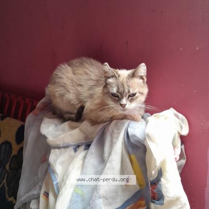 Photo 1/1 Chat retrouvé Perdu à Masnieres