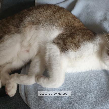 Photo 1/1 Chat retrouvé Perdu à Orleans