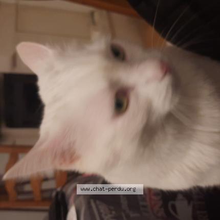 Photo de chat perdu à Roquebrune Argens