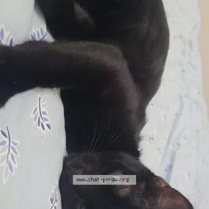 Photo 1/1 Chat retrouvé Perdu à Lyon