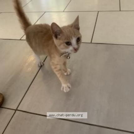 Photo 1/1 Chat retrouvé Trouvé à Saint Denis La Chevasse