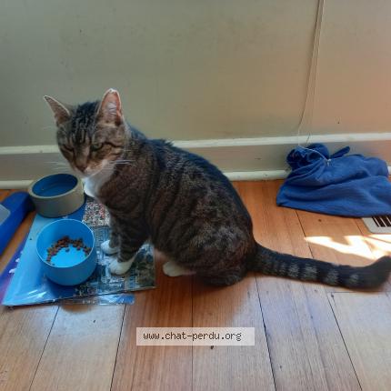 Photo 1/5 POUCHSKA Chat perdu à La ciotat