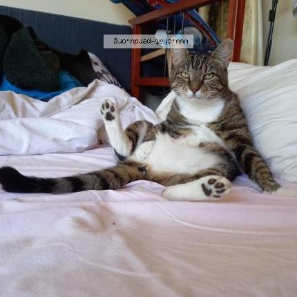 Photo 2/5 POUCHSKA Chat perdu à La ciotat