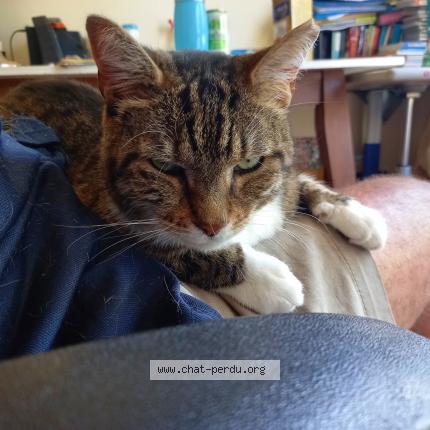 Photo 3/5 POUCHSKA Chat perdu à La ciotat