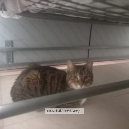 Photo 4/5 POUCHSKA Chat perdu à La ciotat