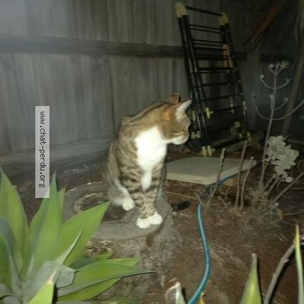 Photo 5/5 POUCHSKA Chat perdu à La ciotat