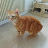 Photo de chat perdu à Les Essarts Le Roi