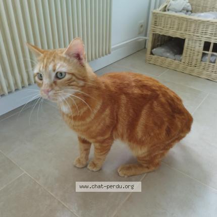 Photo 1/1 Chat retrouvé Perdu à Les essarts le roi