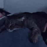 Photo de chat perdu à Stains