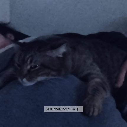 Photo 1/1 Griffon Chat perdu à Stains