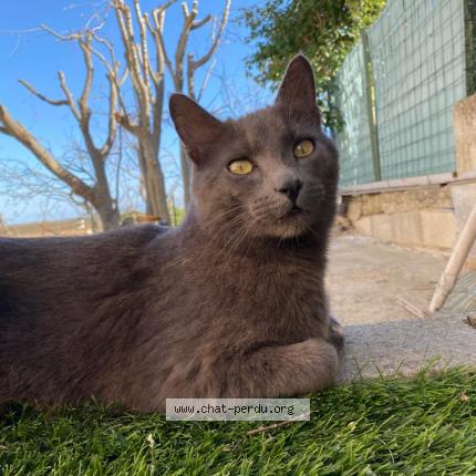 Photo de chat perdu à Pignan