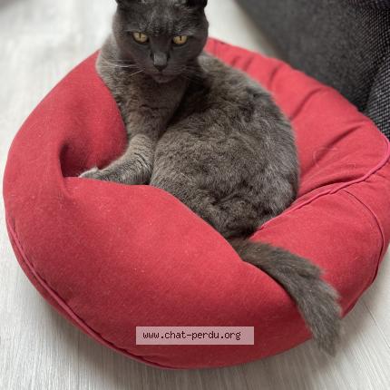Photo de chat perdu à Nantes