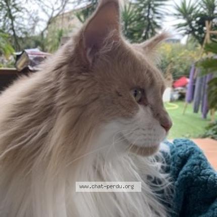 Photo 1/1 Chat retrouvé Perdu à Sanary Sur Mer