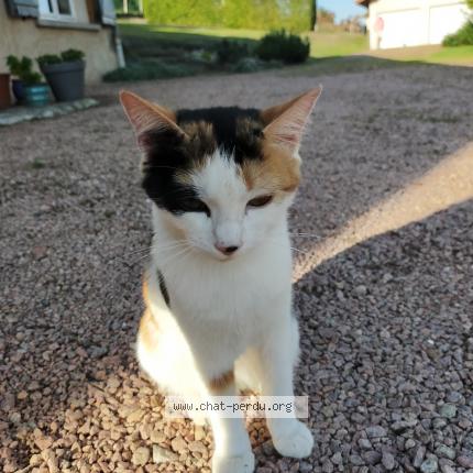 Photo 1/1 Chat retrouvé Trouvé à Saint Haon Le Vieux