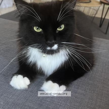 Photo 2/3 Moustache Chat perdu à Bleny