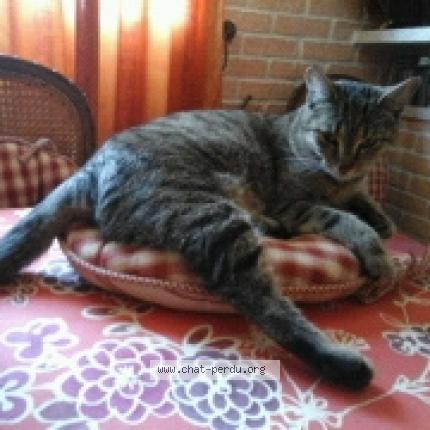 Photo 1/1 Chat retrouvé Perdu à Sevran