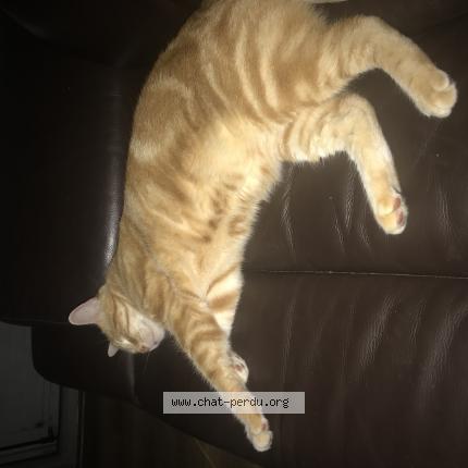 Photo de chat perdu à Eragny Sur Oise