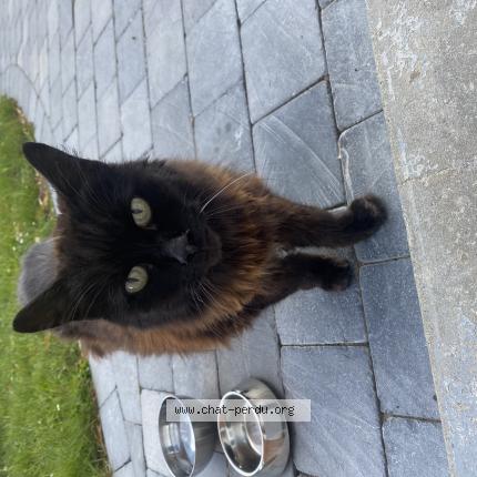 Photo 1/1 Chat retrouvé Trouvé à Comines