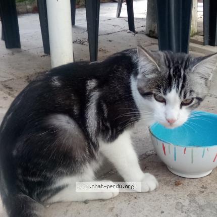 Photo de chat trouvé à Gonesse