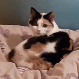 Photo de chat perdu à Magny Les Hameaux