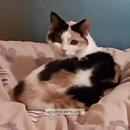 Photo 1/1 Chat retrouvé Perdu à Magny les hameaux