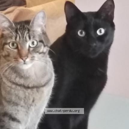 Photo 1/1 Chat retrouvé Perdu à Conilhac Corbieres