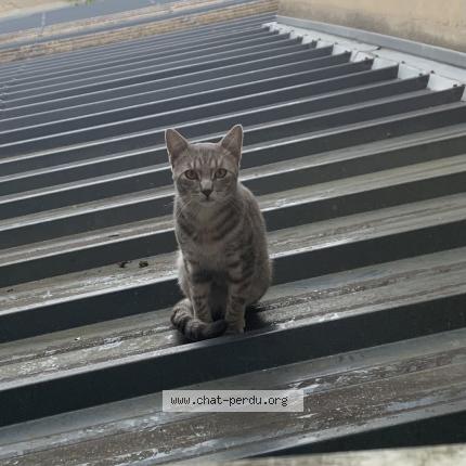 Photo 1/1 Chat retrouvé Perdu à Moulins