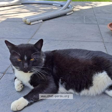 Photo de chat perdu à Treillieres