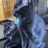 Photo de chat perdu à Ferney Voltaire