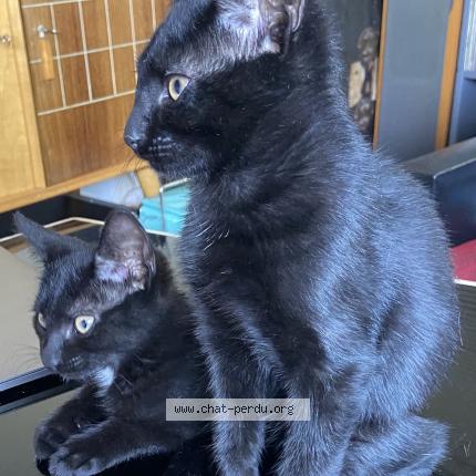 Photo 1/1 Chat retrouvé Perdu à Ferney voltaire