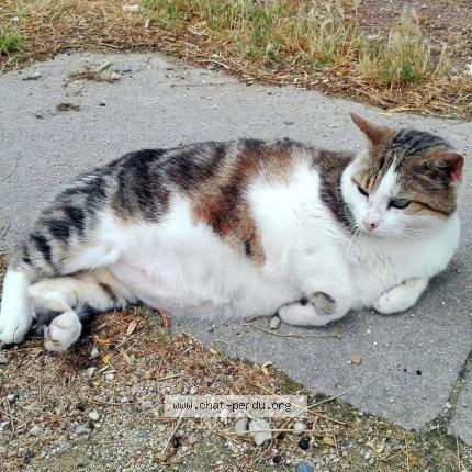 Photo de chat perdu à Tours