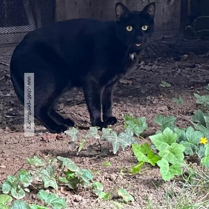 Photo 1/2 Chat retrouvé Trouvé à Mulhouse