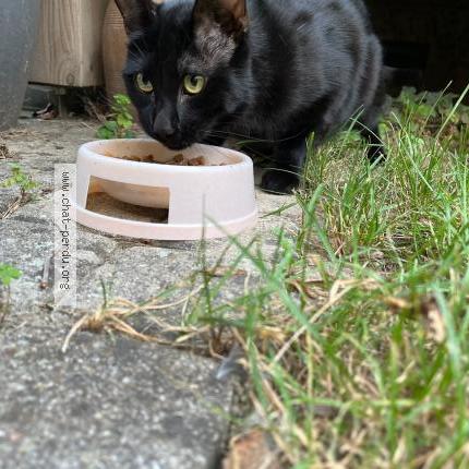 Photo 2/2 Chat retrouvé Trouvé à Mulhouse