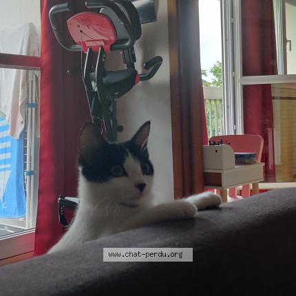 Photo de chat trouvé à Reze