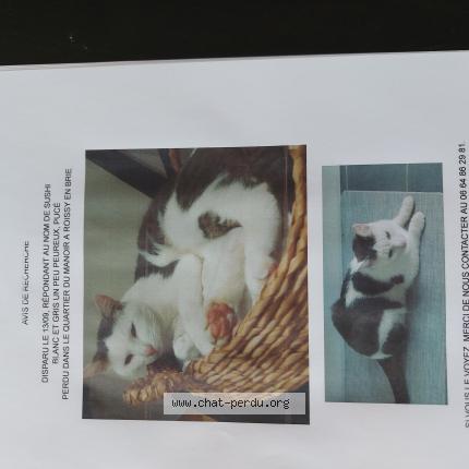 Photo 1/1 Chat retrouvé Perdu à Roissy En Brie