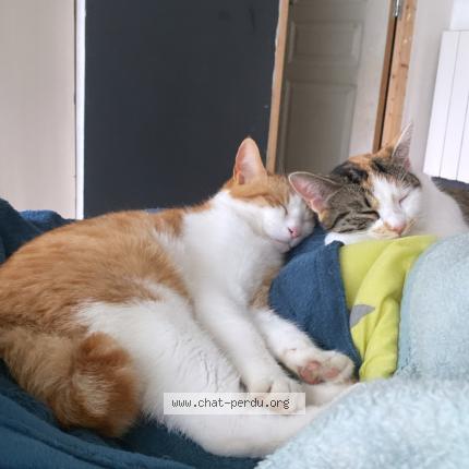 Photo 1/1 Yato Chat perdu à Montauban