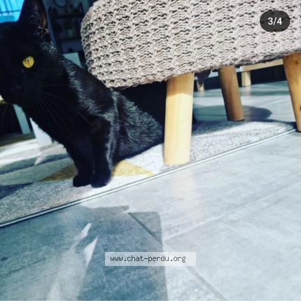 Photo 1/1 Chat retrouvé Perdu à Templeuve En Pevele