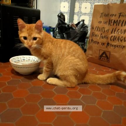 Photo de chat trouvé à Toulouse