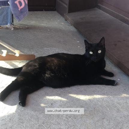 Photo 1/1 Chat retrouvé Perdu à Lyon