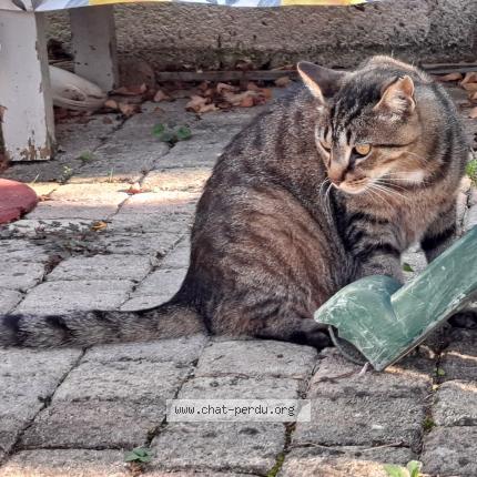 Photo de chat perdu à La Roche Sur Yon