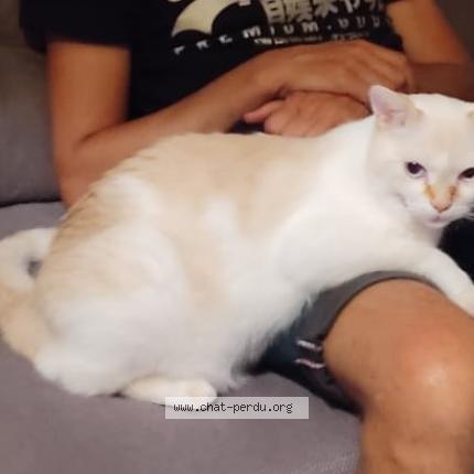 Photo de chat perdu à Cigogne