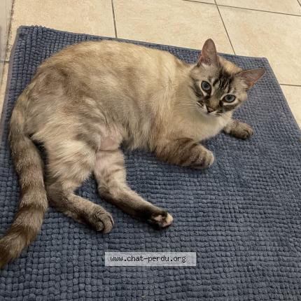 Photo 1/1 Chat retrouvé Perdu à Vaujours