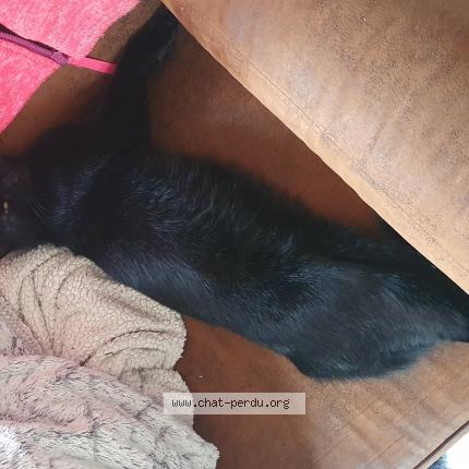 Photo 1/1 Chat retrouvé Perdu à Coulangeron