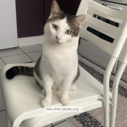Photo 1/1 Chat retrouvé Perdu à Bischheim