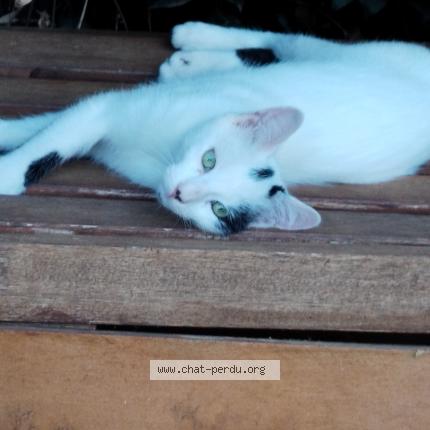 Photo de chat perdu à La Garde