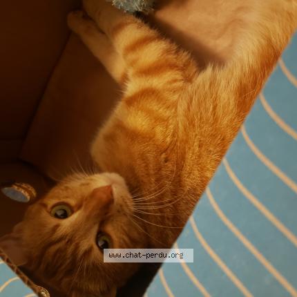 Photo de chat perdu à Angers