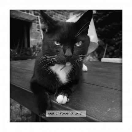 Photo 1/1 Chat retrouvé Perdu à Logonna Daoulas