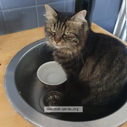 Photo 1/1 Chat retrouvé Perdu à Beaumont Sur Sarthe