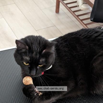 Photo 1/1 Chat retrouvé Perdu à Epinay Sous Senart